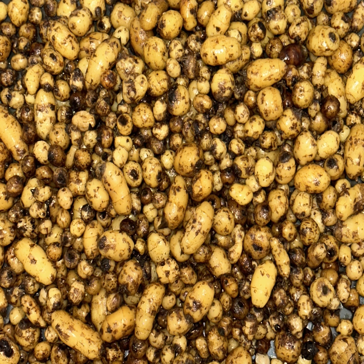 Alune Tigrate Preparate 1KG